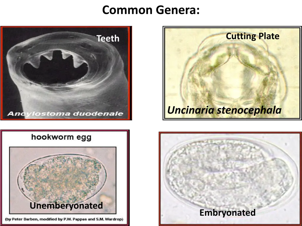 common genera