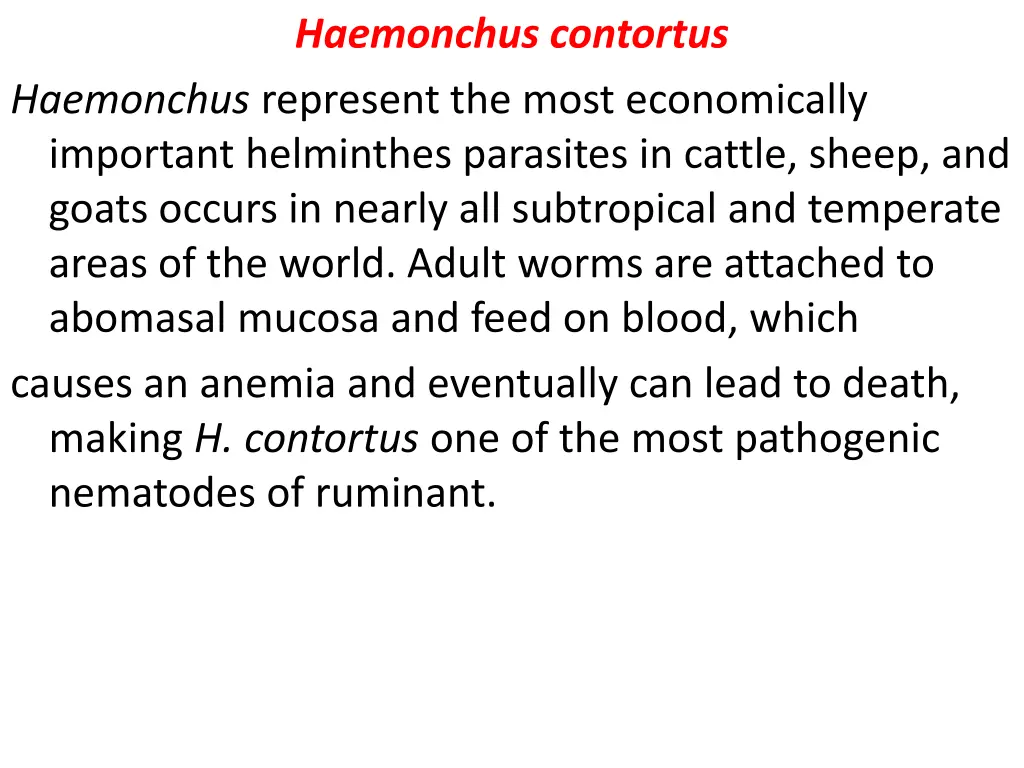 haemonchus contortus