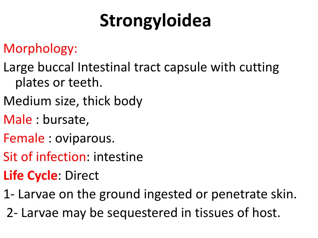 strongyloidea 1