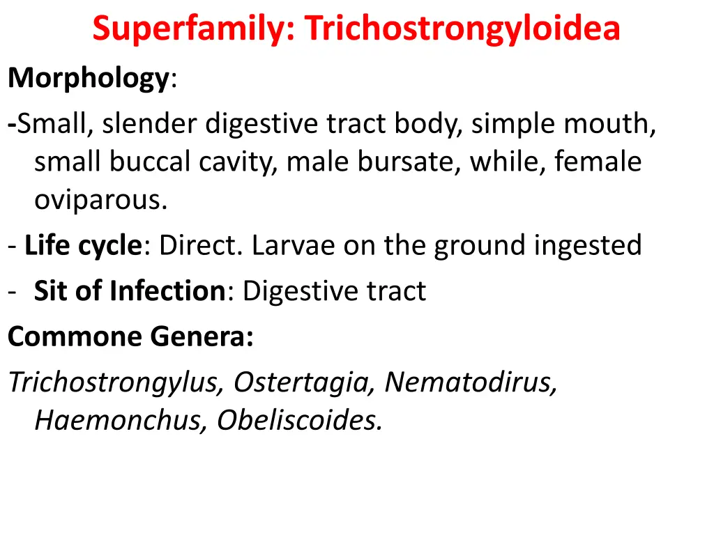 superfamily trichostrongyloidea morphology small