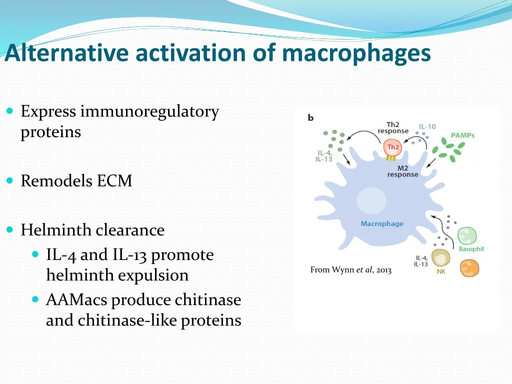 alternative activation of macrophages 1