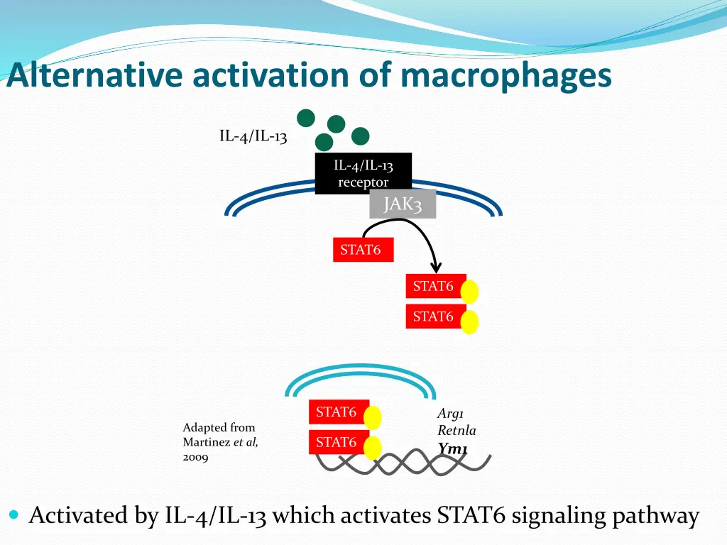 alternative activation of macrophages