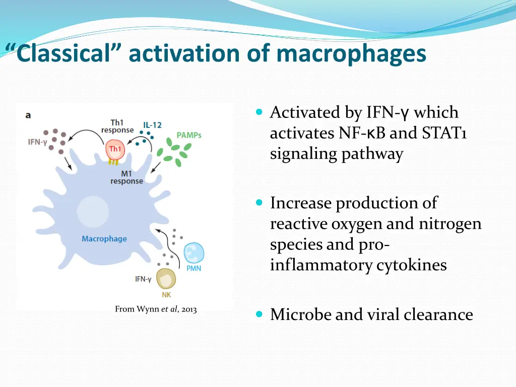 classical activation of macrophages