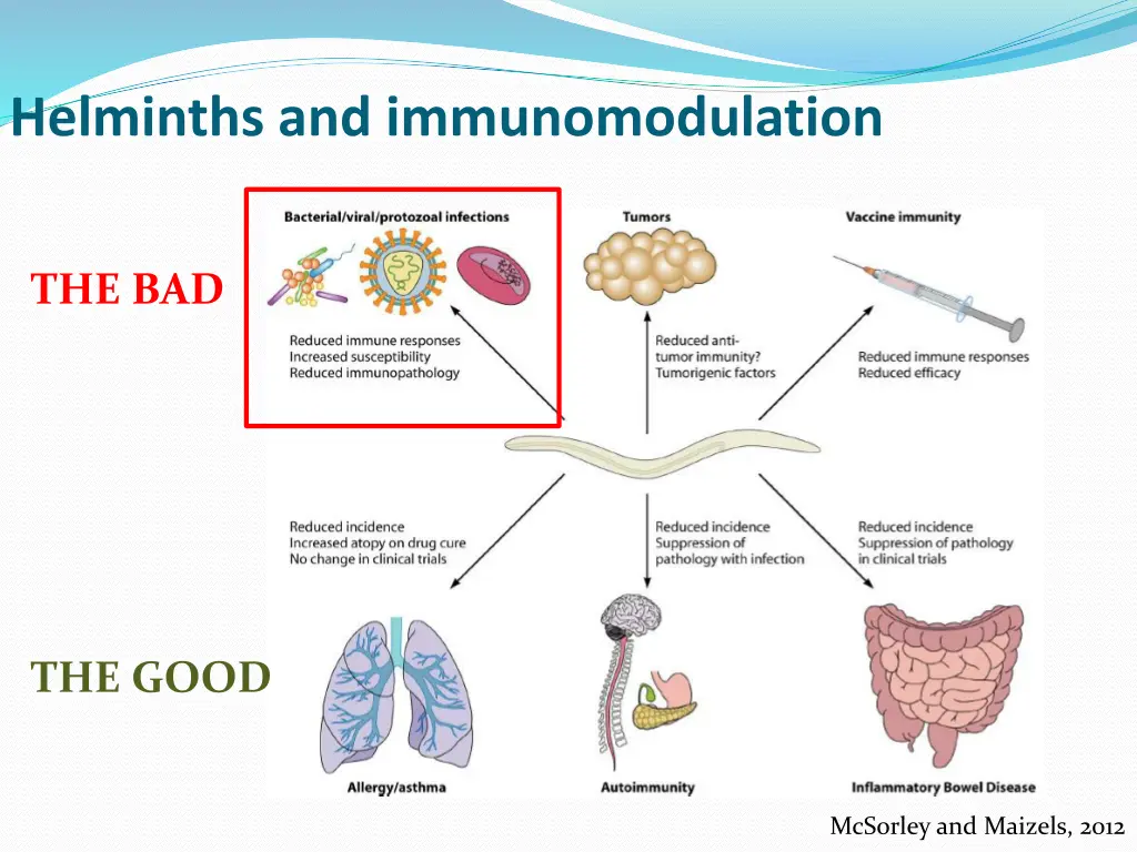 helminths and immunomodulation