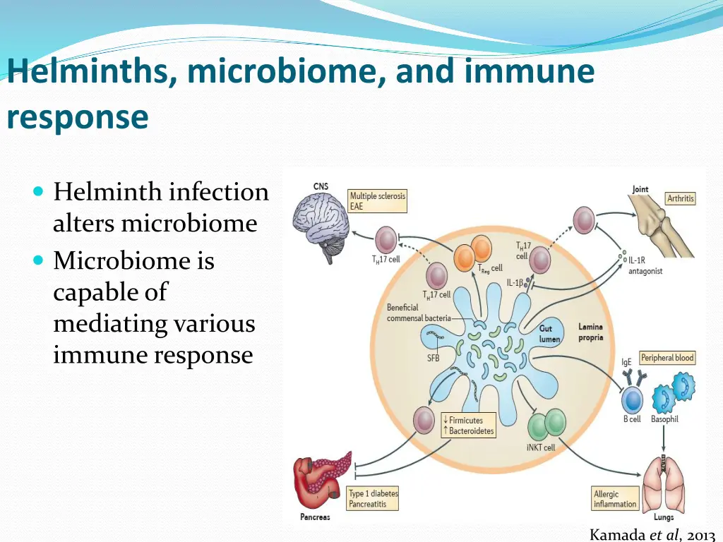 helminths microbiome and immune response