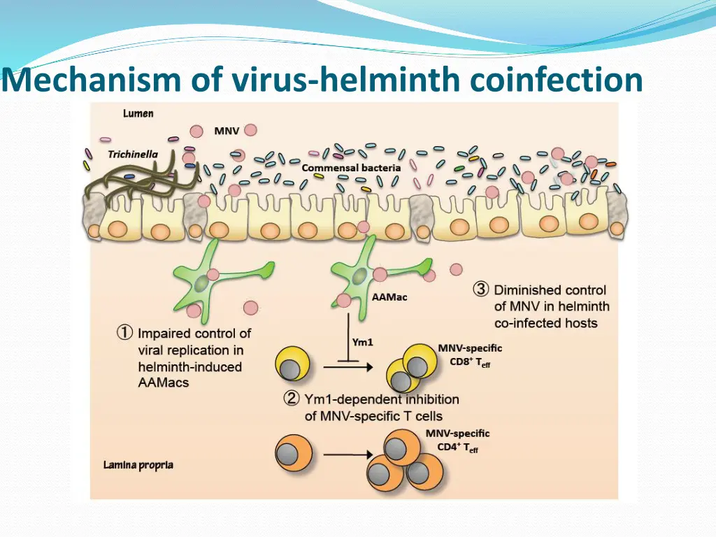 mechanism of virus helminth coinfection