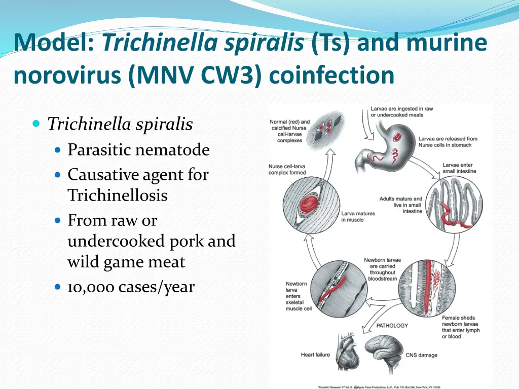 model trichinella spiralis ts and murine