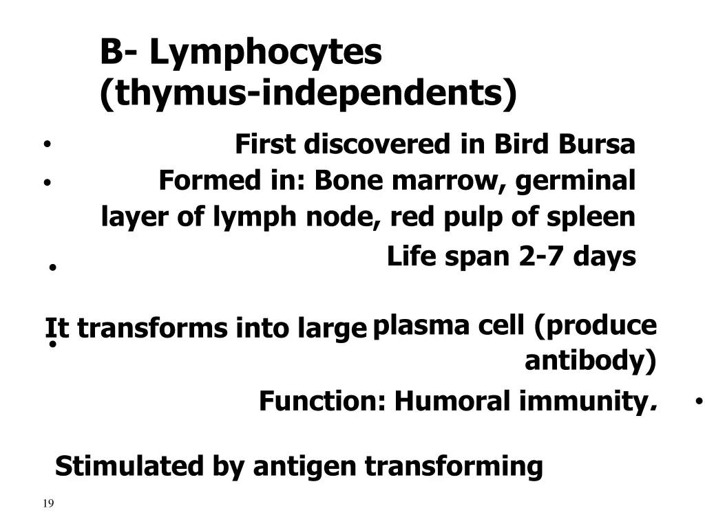 b lymphocytes thymus independents