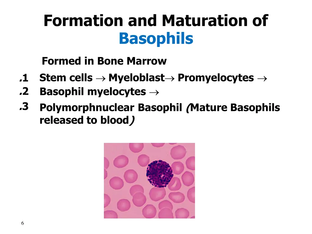 formation and maturation of basophils