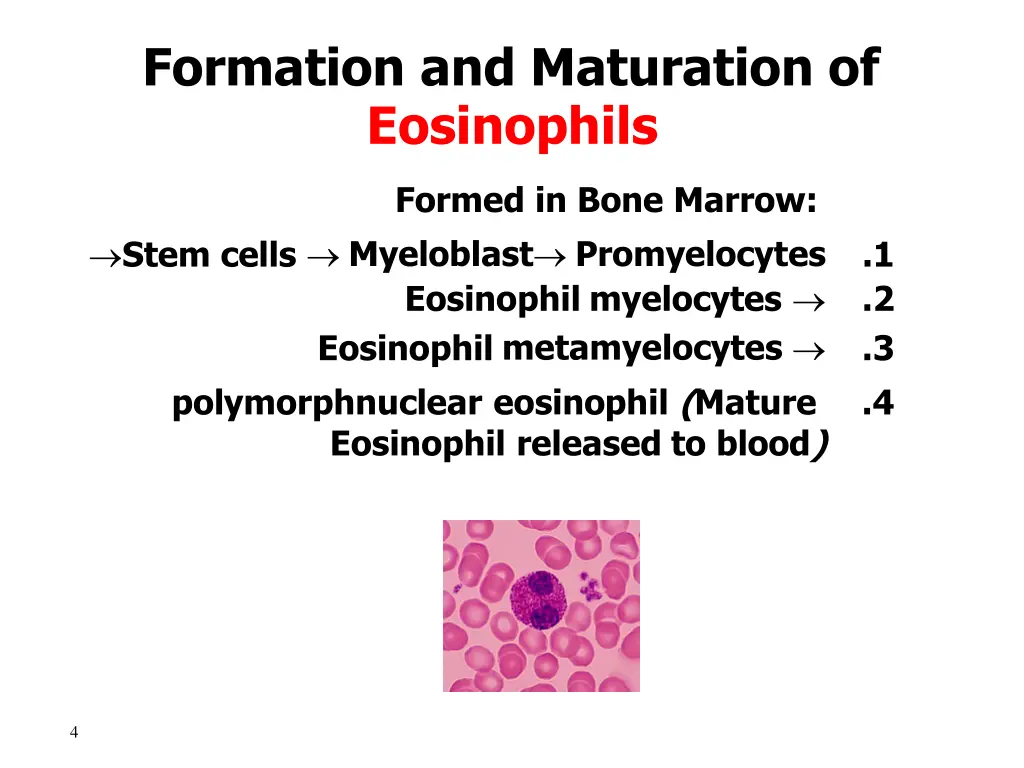 formation and maturation of eosinophils