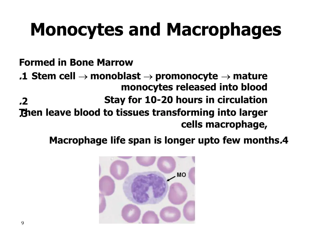 monocytes and macrophages