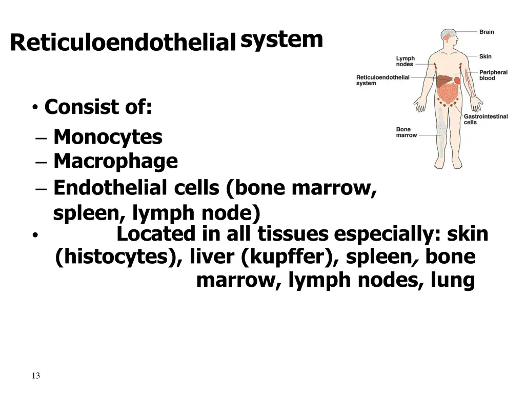 reticuloendothelialsystem