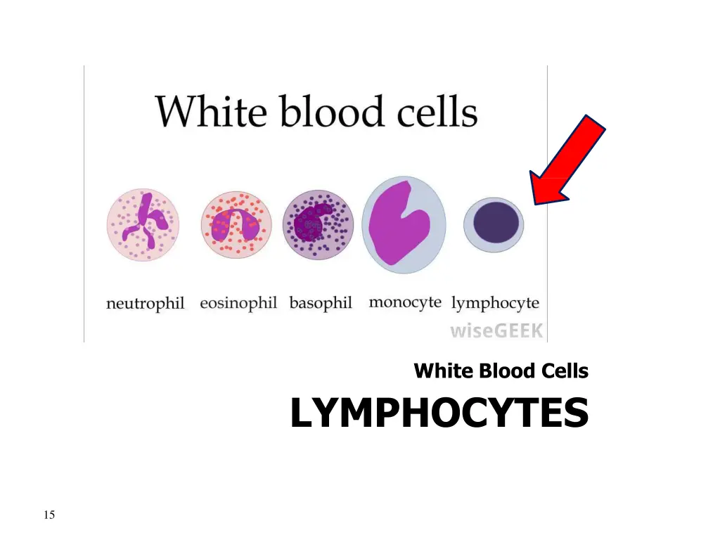 white blood cells