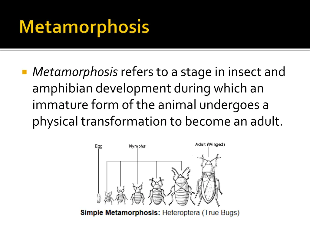 metamorphosis refers to a stage in insect