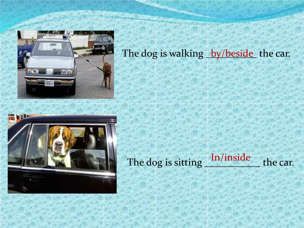 the dog is walking the car