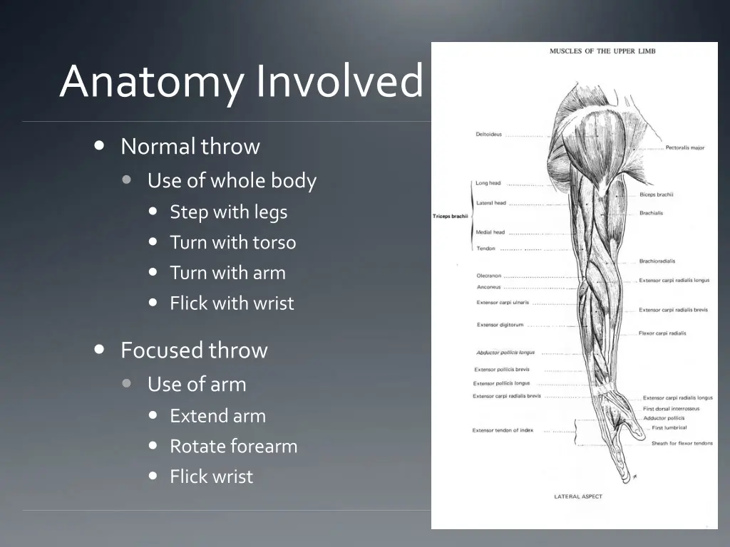 anatomy involved