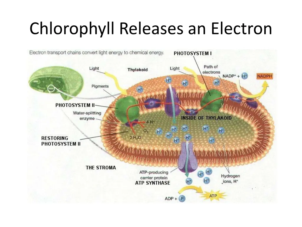 chlorophyll releases an electron