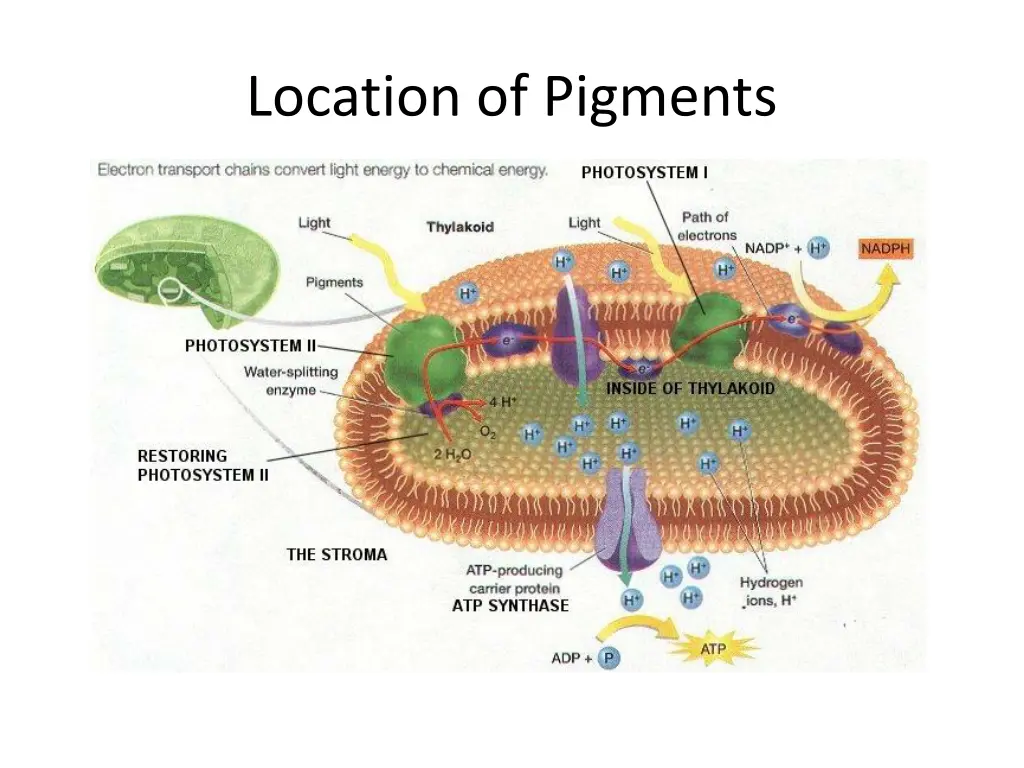 location of pigments