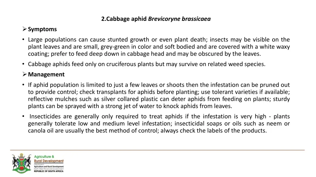 2 cabbage aphid brevicoryne brassicaea