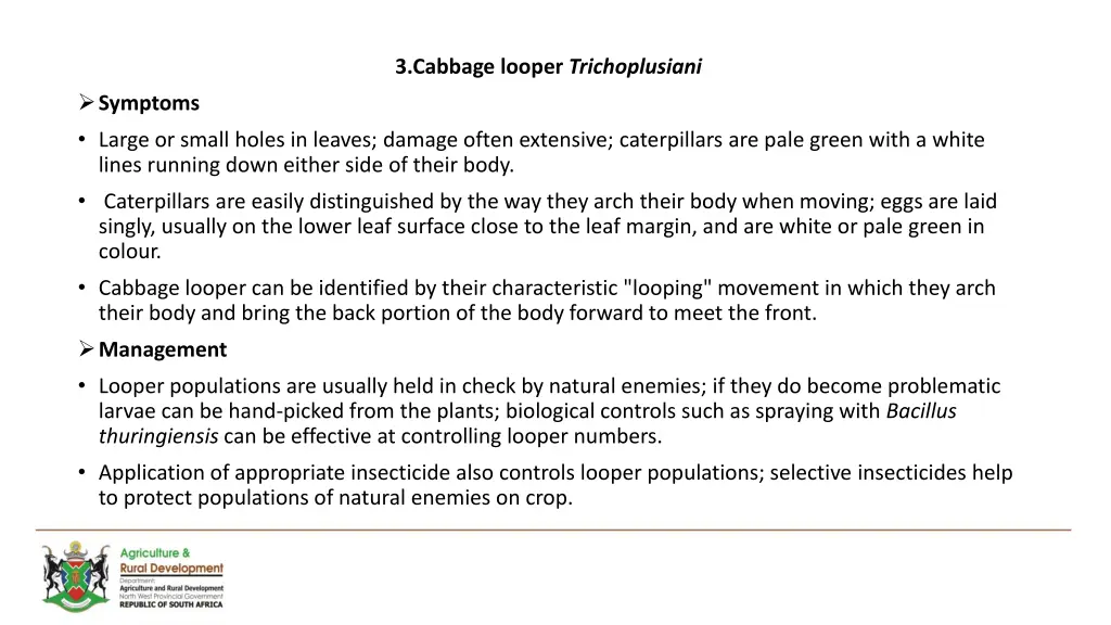 3 cabbage looper trichoplusiani