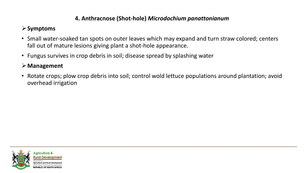 4 anthracnose shot hole microdochium panattonianum