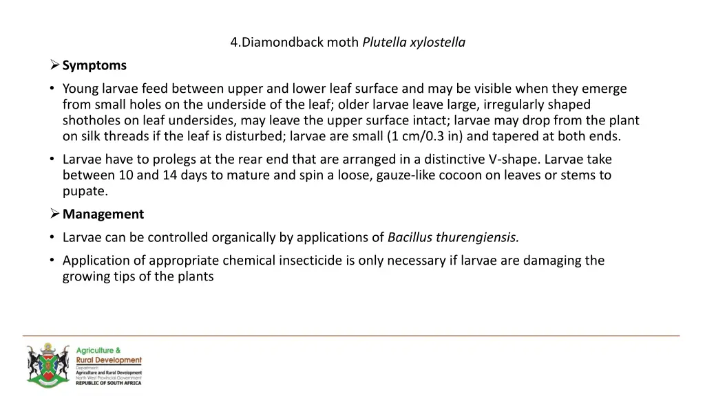 4 diamondback moth plutella xylostella