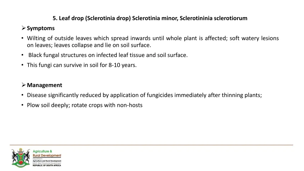 5 leaf drop sclerotinia drop sclerotinia minor