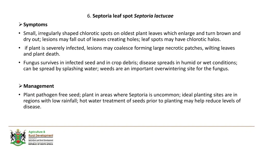 6 septoria leaf spot septoria lactucae