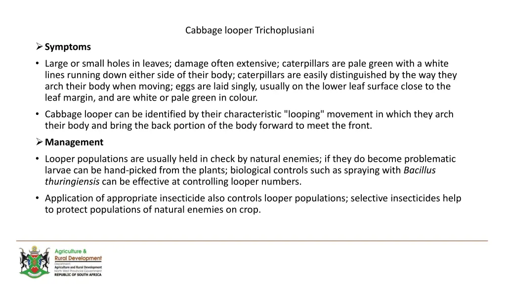 cabbage looper trichoplusiani