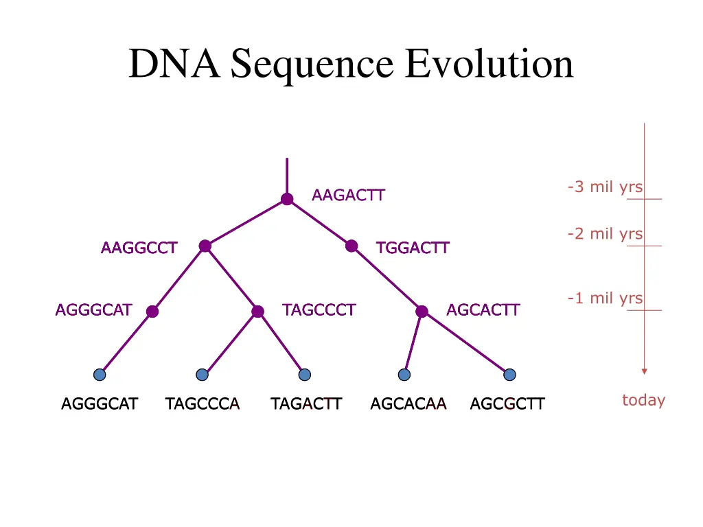 dna sequence evolution