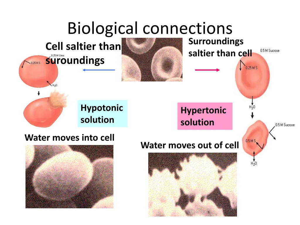 biological connections cell saltier than