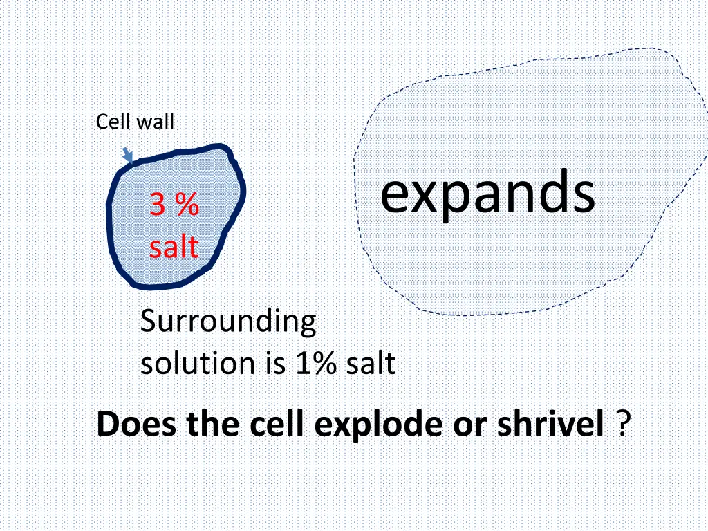 cell wall