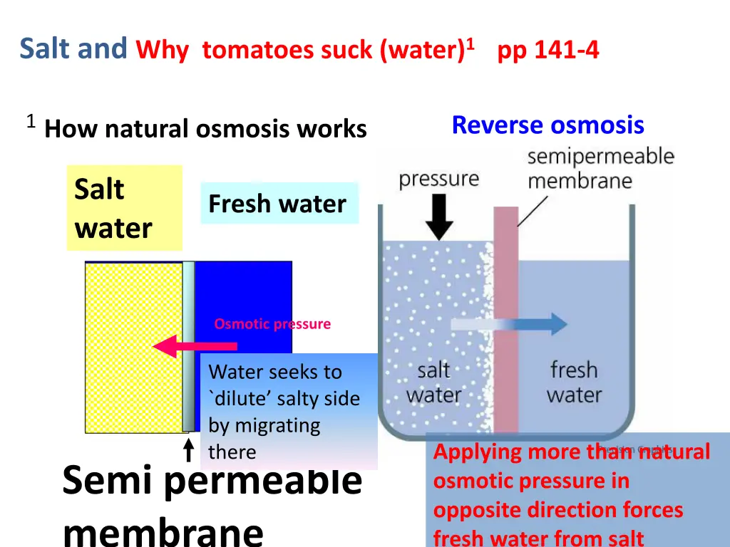 salt and why tomatoes suck water 1 pp 141 4