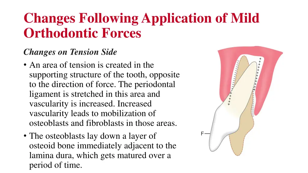 changes following application of mild orthodontic 1