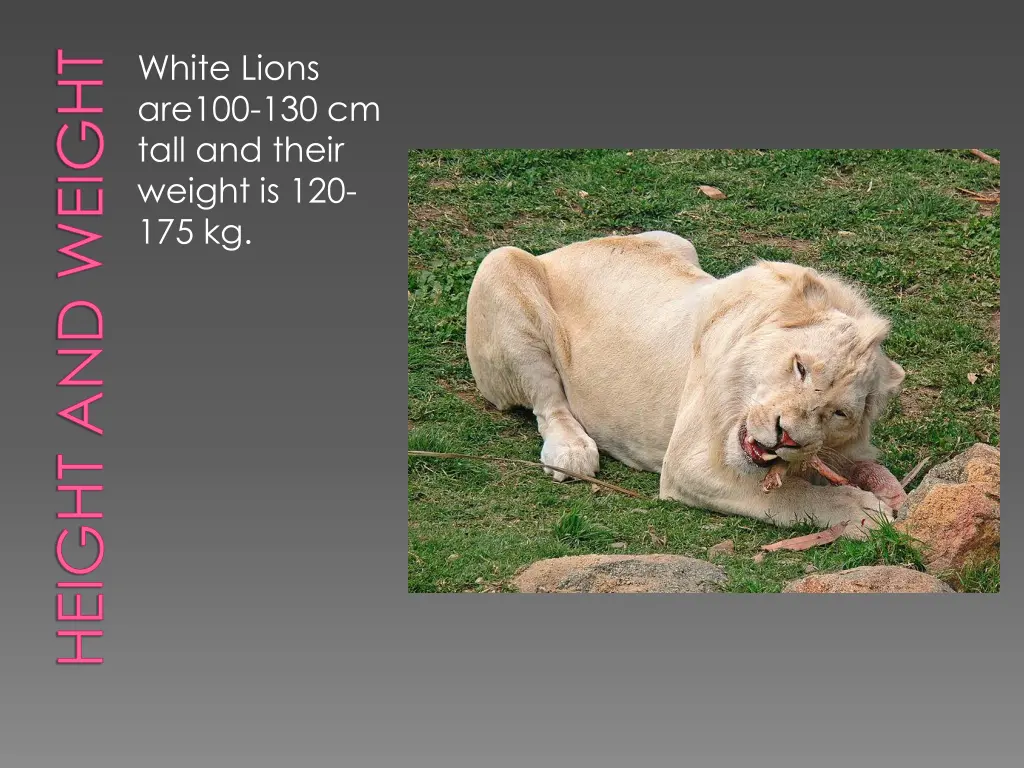 white lions are100 130 cm tall and their weight