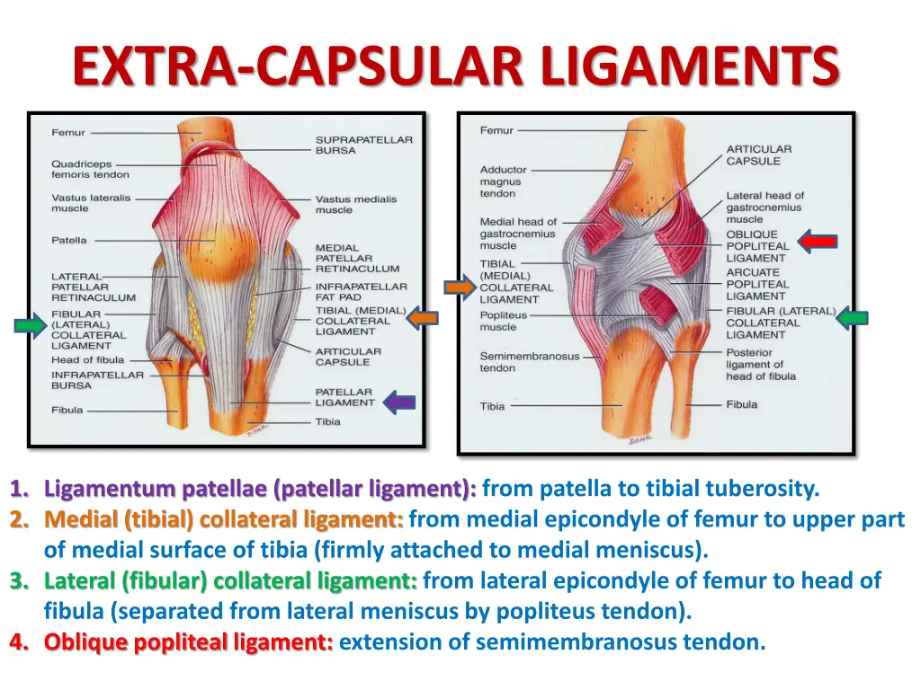 extra capsular ligaments