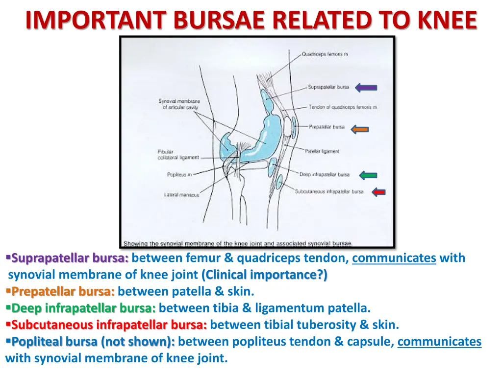 important bursae related to knee