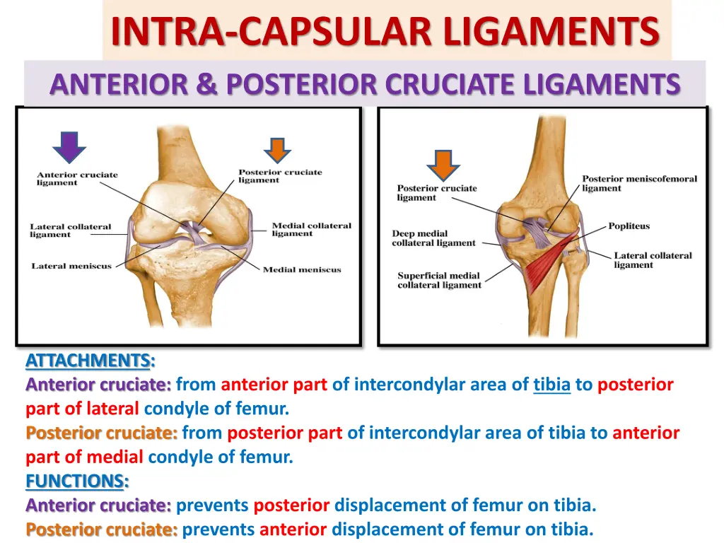 intra capsular ligaments anterior posterior