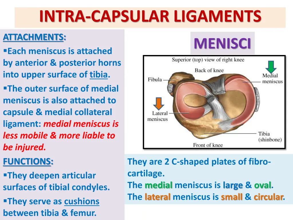 intra capsular ligaments