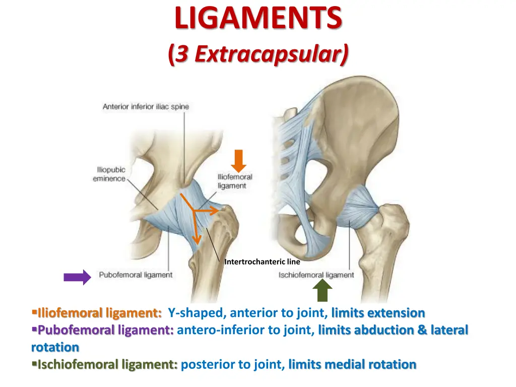 ligaments 3 extracapsular