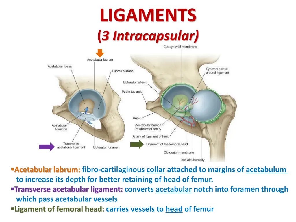 ligaments 3 intracapsular