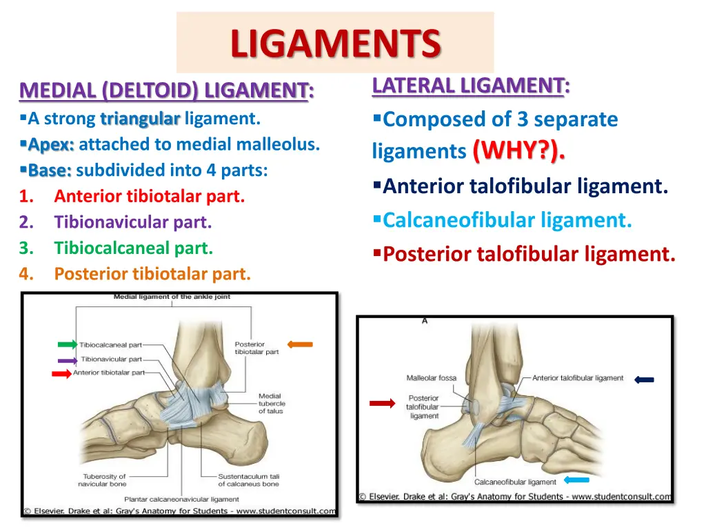 ligaments