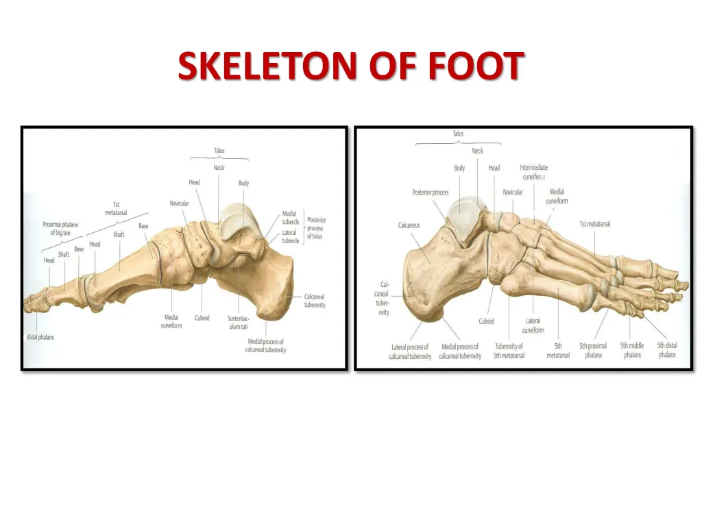 skeleton of foot