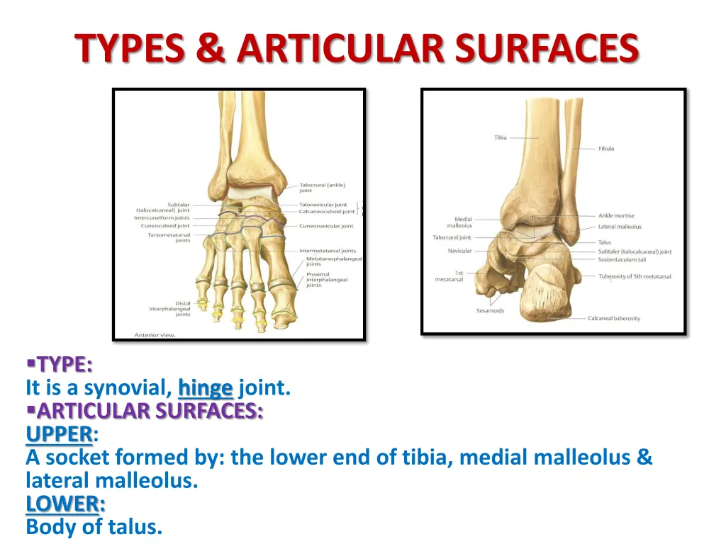 types articular surfaces 1