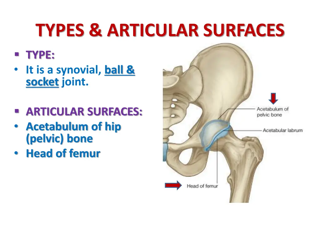 types articular surfaces 2