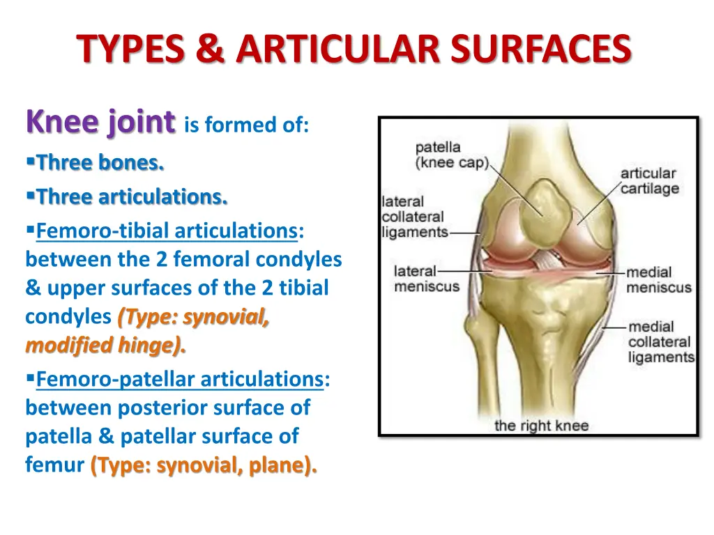 types articular surfaces