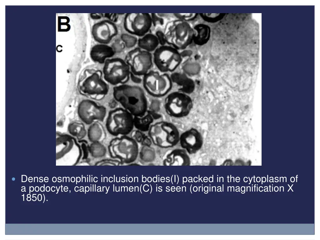 dense osmophilic inclusion bodies i packed