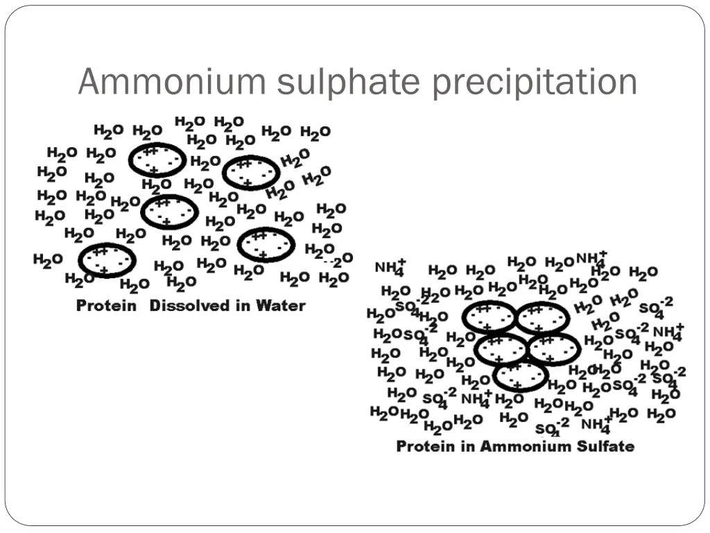 ammonium sulphate precipitation