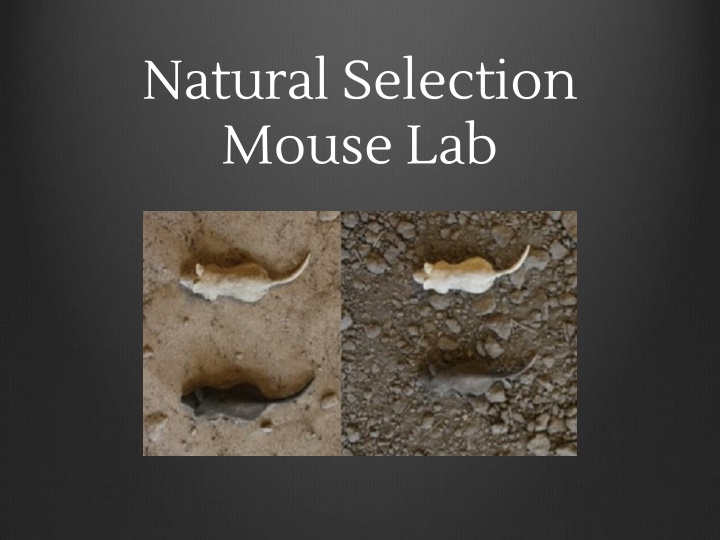 natural selection mouse lab