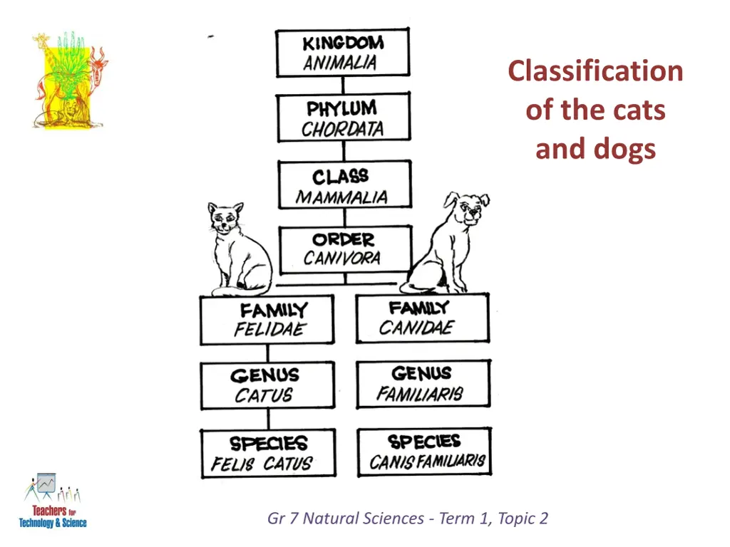 classification of the cats and dogs 1